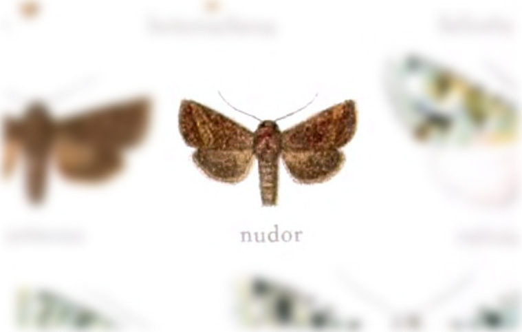 Homoanarta nudor