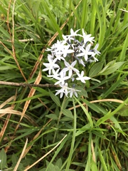 Amsonia