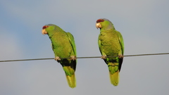 Amazona finschi × viridigenalis