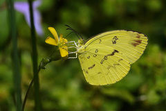 Eurema andersoni