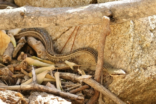 Mastigodryas pleii