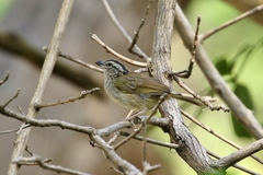 Arremonops tocuyensis