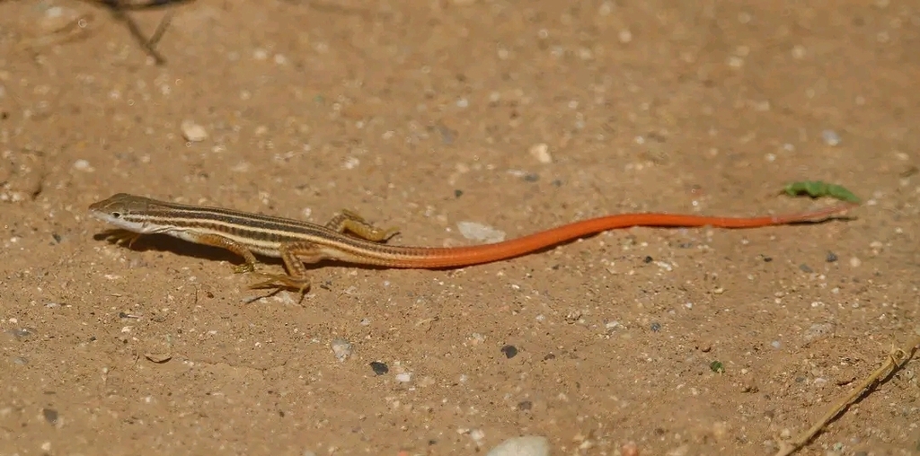 Zolio's Shield-Backed Ground Lizard