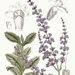 Salvia Rusa - Photo 
M.S. del, J.N.Fitch, lith., sin restricciones conocidas de derechos (dominio público)