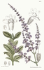 Salvia yangii - Photo 
M.S. del, J.N.Fitch, lith., no known copyright restrictions (public domain)