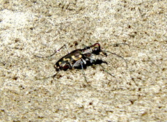 Cicindela carthagena