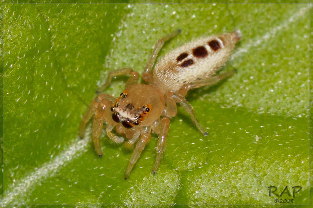 Cotinusa trifasciata