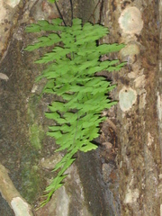 Adiantum concinnum