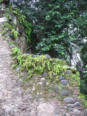 Adiantum concinnum
