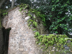 Adiantum concinnum