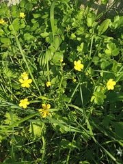 Ranunculus neapolitanus