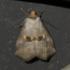 Hyperstrotia flaviguttata