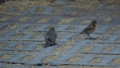 Zonotrichia capensis chilensis