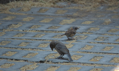 Zonotrichia capensis chilensis