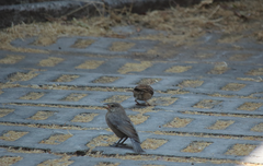 Zonotrichia capensis chilensis