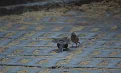 Zonotrichia capensis chilensis