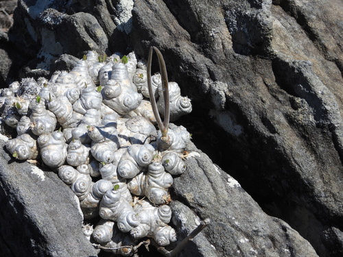 Pachypodium brevicaule