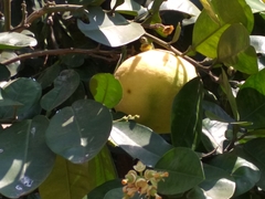 Citrus paridisi