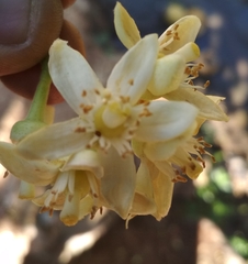 Citrus paridisi