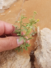 Cleome amblyocarpa