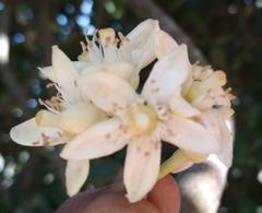 Citrus paridisi
