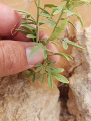 Cleome amblyocarpa