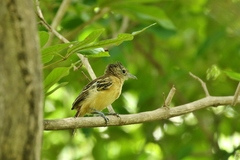 Thamnophilus melanonotus