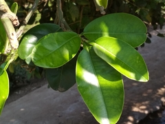 Citrus paridisi