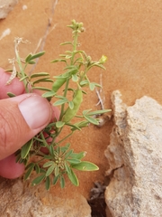Cleome amblyocarpa