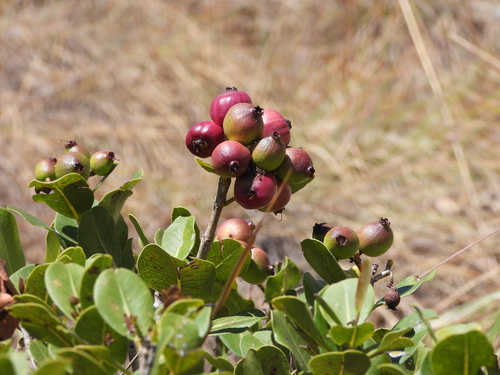 Syzygium cuneifolium, 2023-10-07