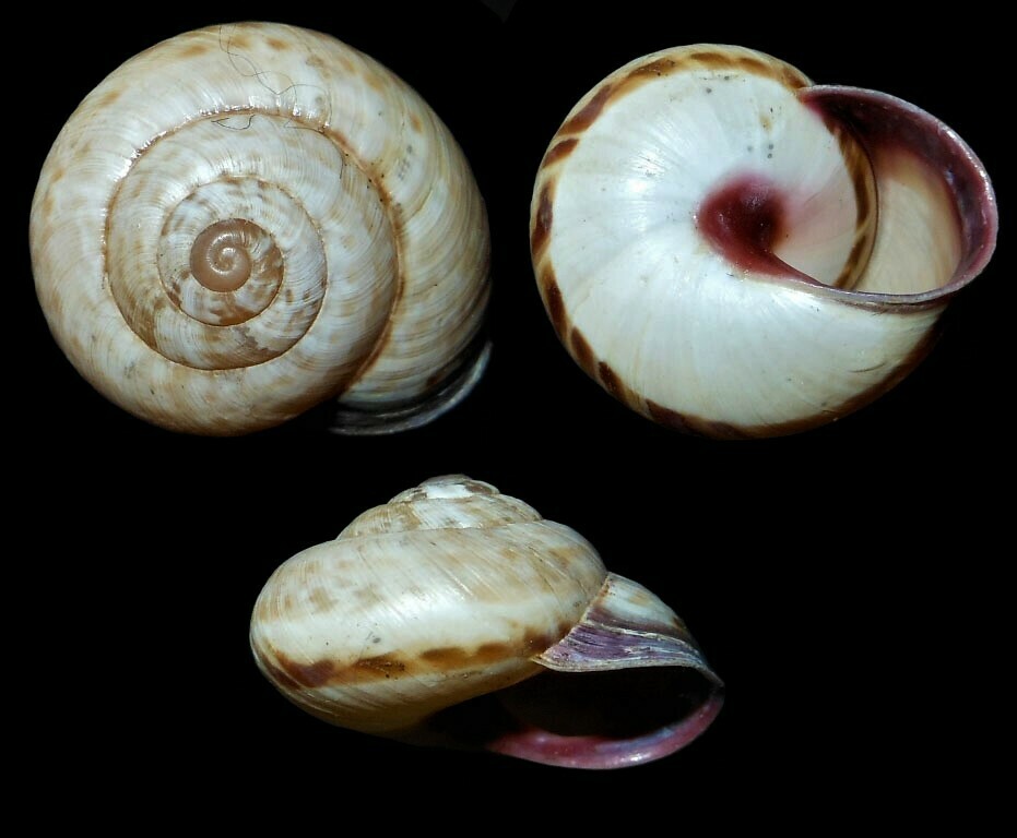 Murellinae
