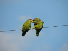 Amazona finschi × viridigenalis
