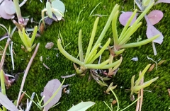 Phemeranthus mengesii