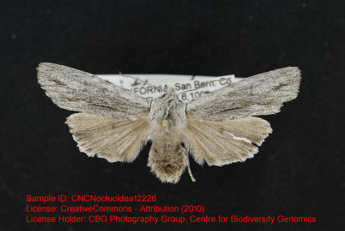 Lithophane longior