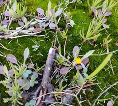 Phemeranthus mengesii