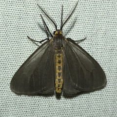 Pagara simplex