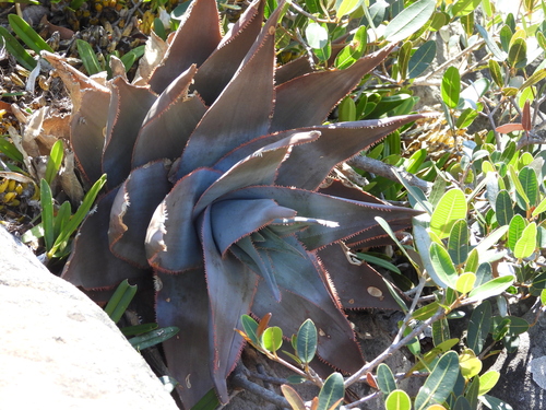 Aloe laeta, photograph 5