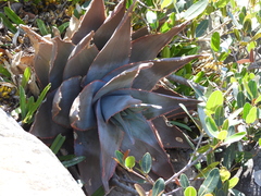 Aloe laeta, photograph (c) amantedarmanin, some rights reserved (CC BY)