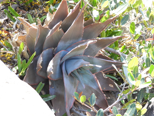 Aloe laeta, photograph 6