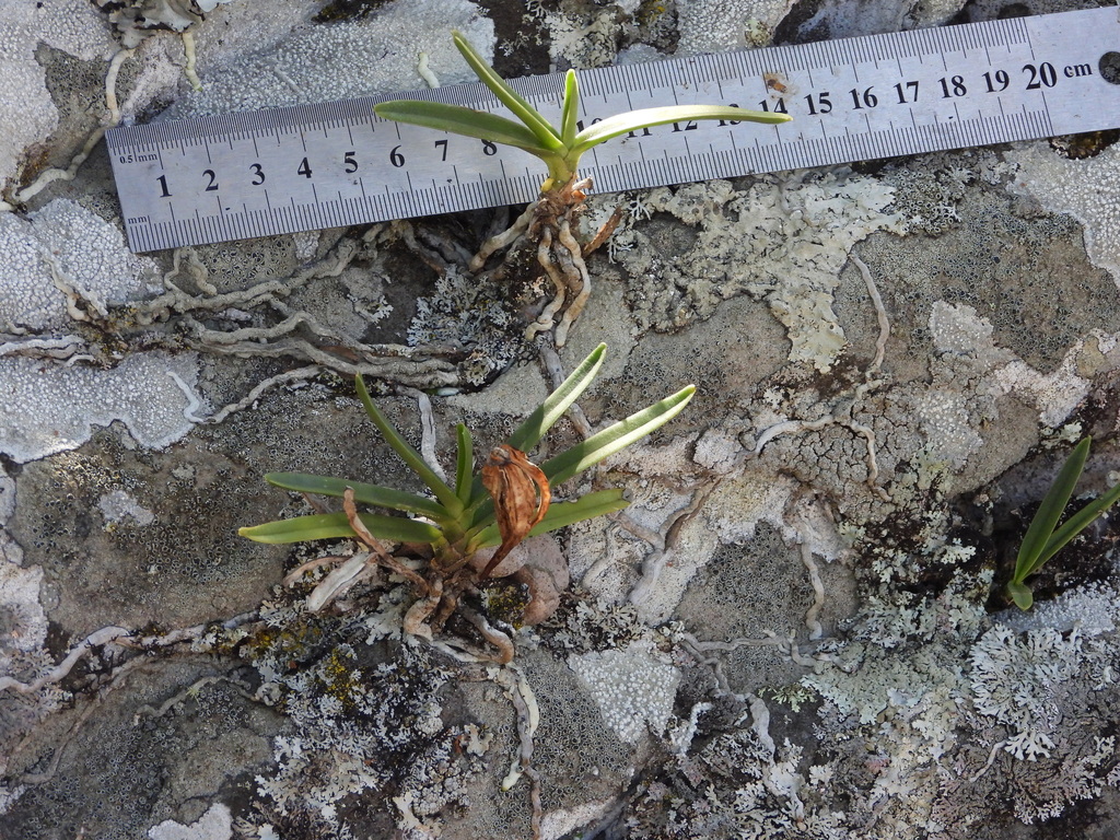 Angraecum rutenbergianum