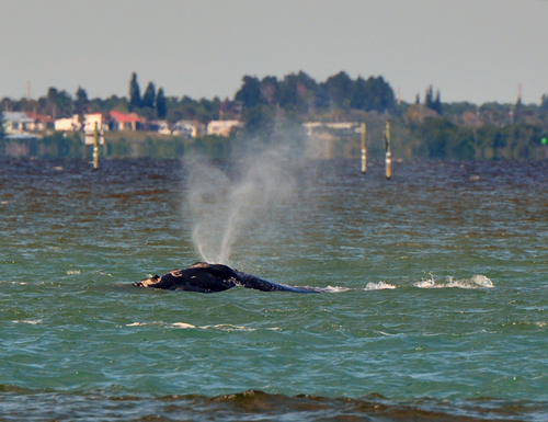 North Atlantic Right Whale