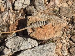 Crotaphytus nebrius
