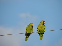 Amazona finschi × viridigenalis