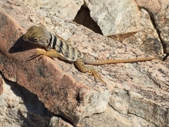 Crotaphytus nebrius