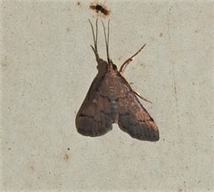 Piletocera macroperalis