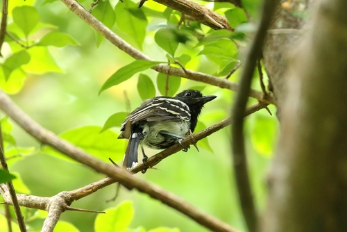 Thamnophilus melanonotus