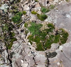 Phemeranthus mengesii