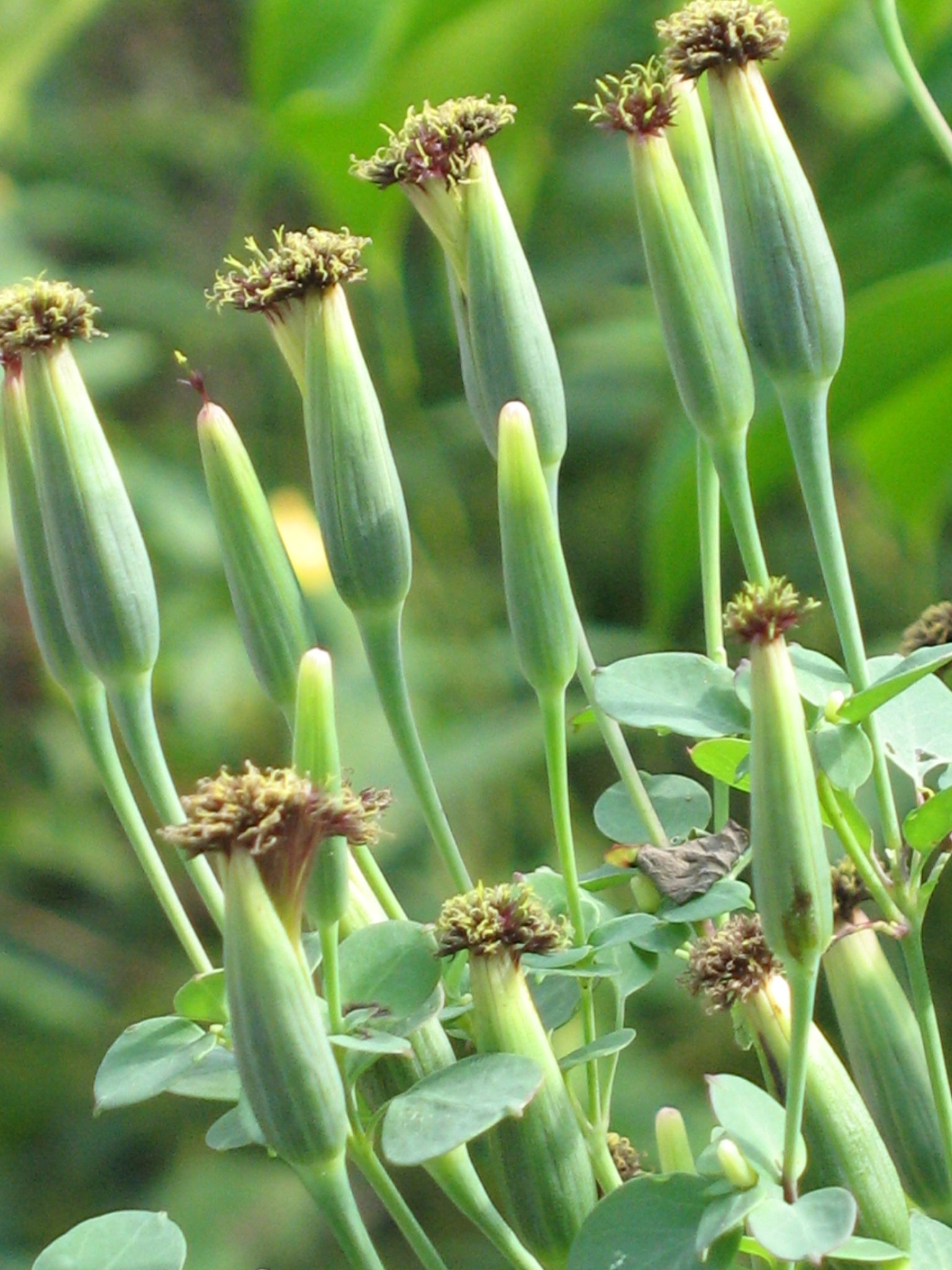 Porophyllum ruderale