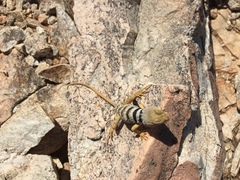 Crotaphytus nebrius