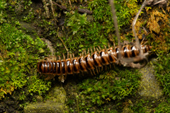 Chamberlinius hualienensis